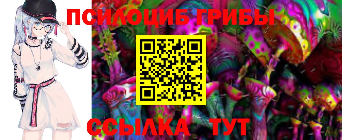 Псилоцибиновые грибы Psilocybe Дербент